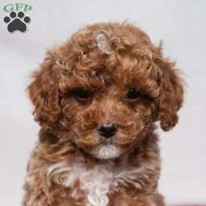 Lonnie, Cavapoo Puppy
